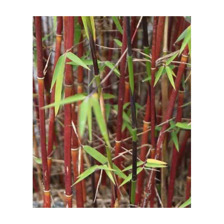 Fargesia "Jiuzhaigou 1"