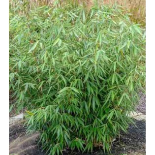 Fargesia robuste "Campbell"