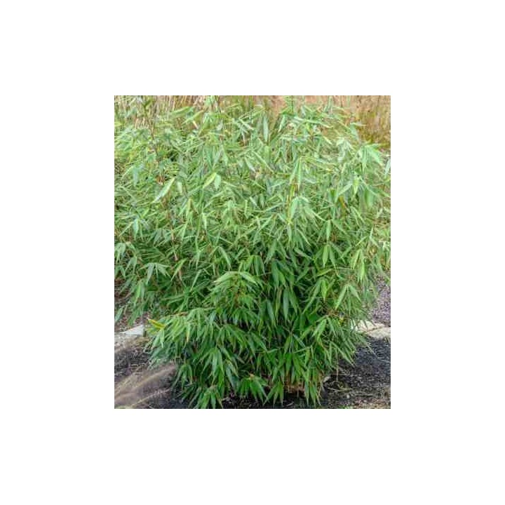 Fargesia robuste "Campbell"