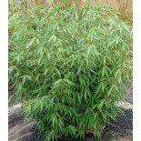 Fargesia robuste "Campbell"