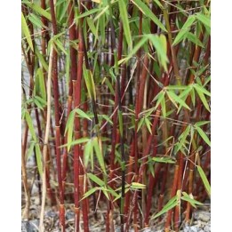Fargesia scabrida "Merveille asiatique"
