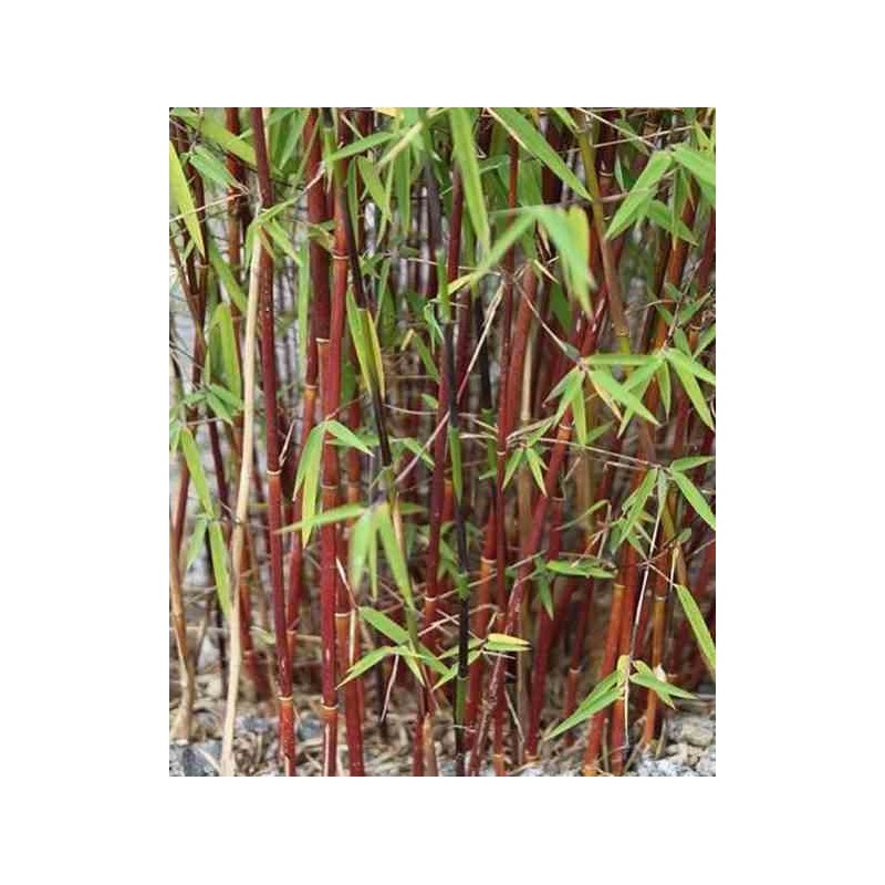 Fargesia scabrida "Merveille asiatique"