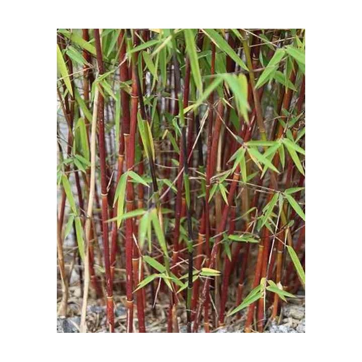 Fargesia scabrida "Merveille asiatique"