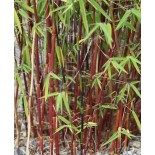 Fargesia scabrida "Merveille asiatique"