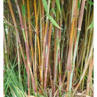 Fargesia joie d'hiver