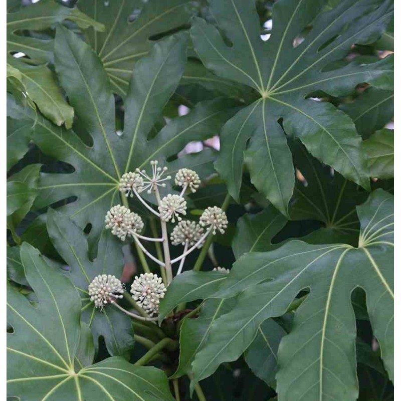Fatsia japonica