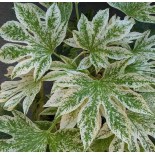 Fatsia japonica "toile d'araignée"