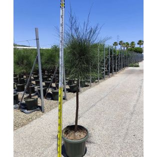 Casuarina cunninghamiana (Filao)