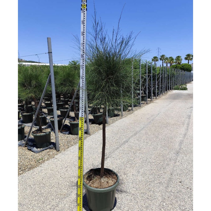 Casuarina cunninghamiana (Filao)