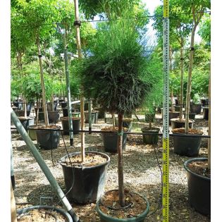 Casuarina cunninghamiana (Filao)