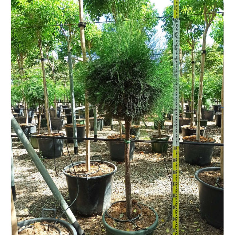 Casuarina cunninghamiana (Filao)