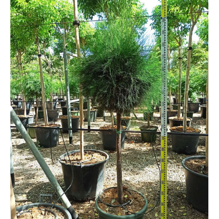 Casuarina cunninghamiana (Filao)