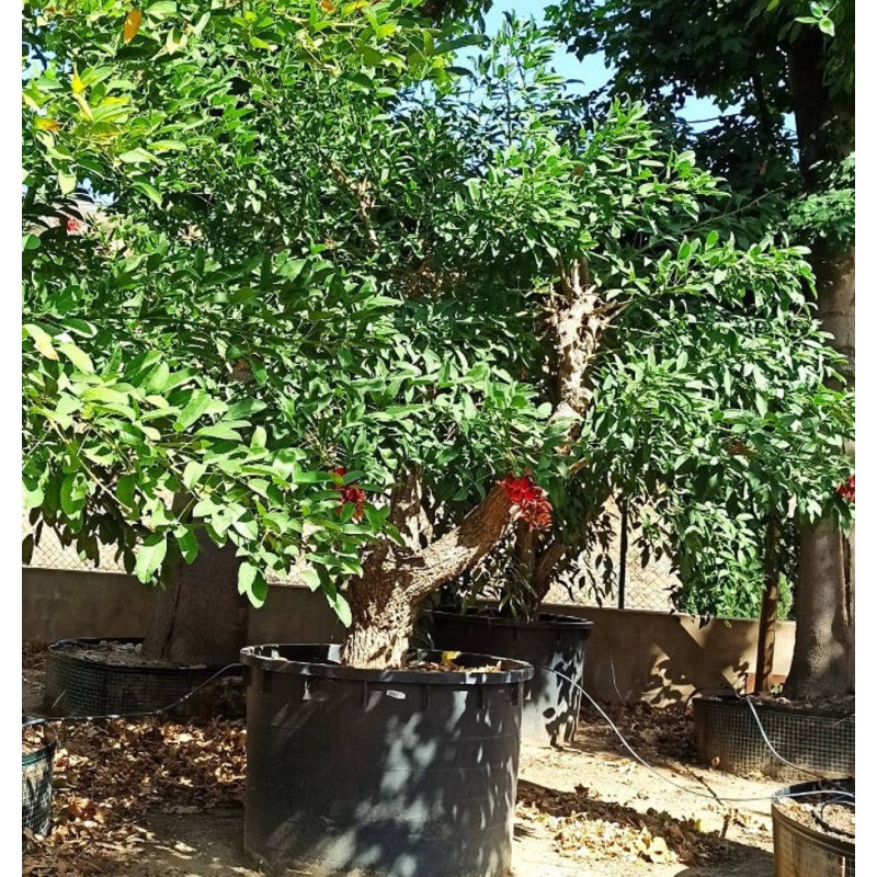 Erythrina crista-galli SPECIMEN