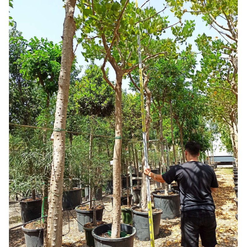 Erythrina falcata SPECIMEN