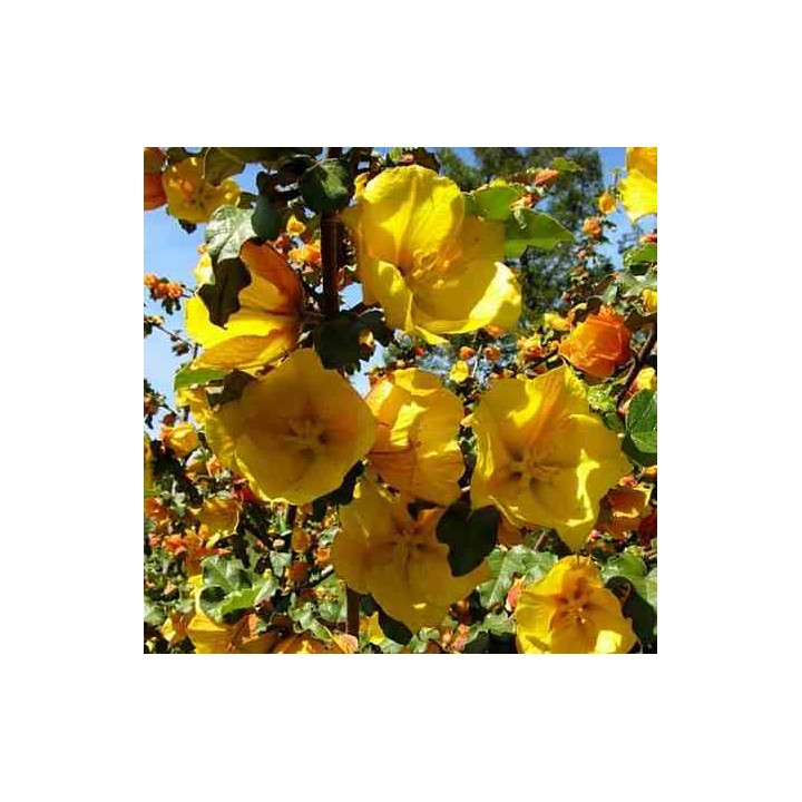 Fremontodendron californicum