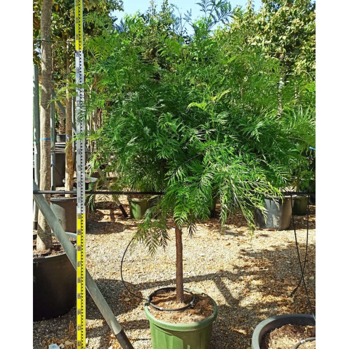 Grevillea robusta