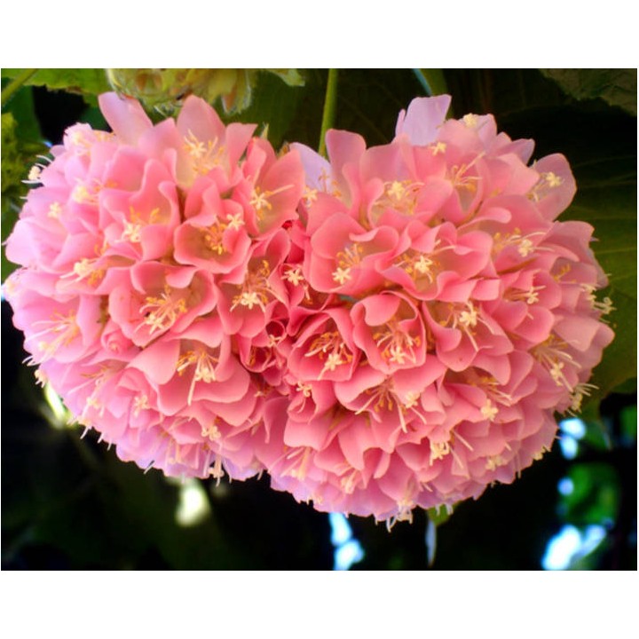 Dombeya x cayeuxii