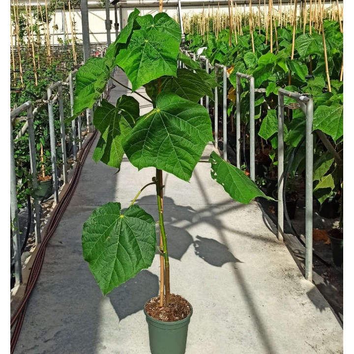 Dombeya x cayeuxii