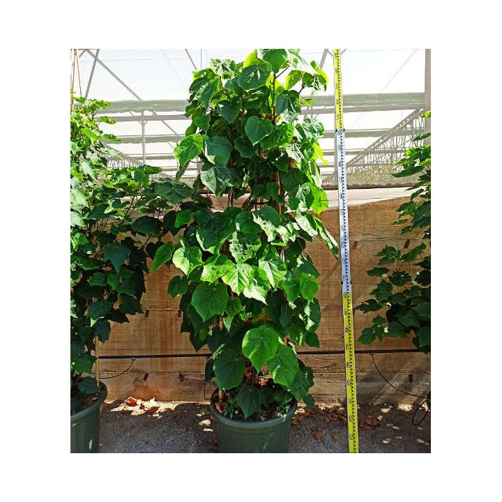 Dombeya x cayeuxii