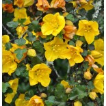 Fremontodendron californicum