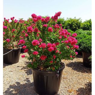 Bougainvillier Bougainvillier 'Mini Thai' (bougainvillier nain)