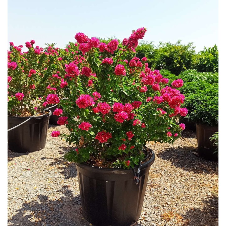Bougainvillier Bougainvillier 'Mini Thai' (bougainvillier nain)