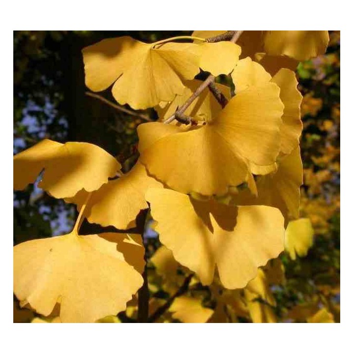 Ginkgo biloba (Arbre aux quarante écus)
