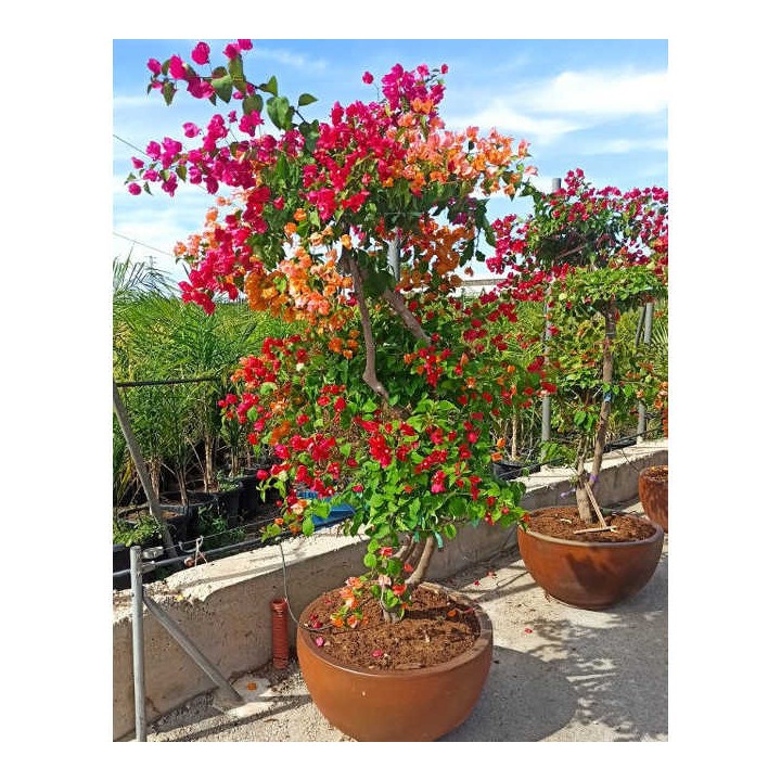 Bougainvillier hybride multi couleur (bougainvillier)