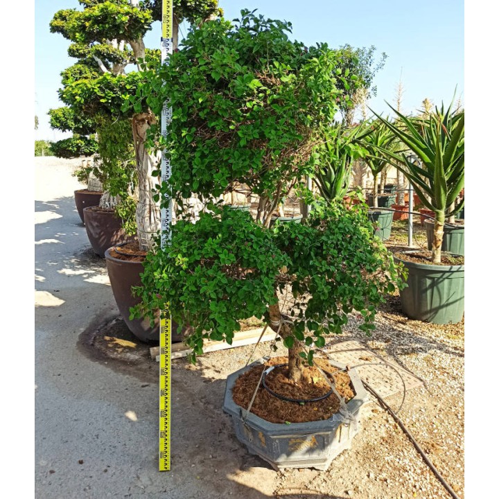 Bougainvillier hybride multi couleur (bougainvillier)