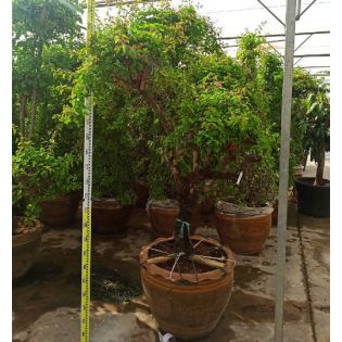 Bougainvillier hybride multi couleur (bougainvillier)