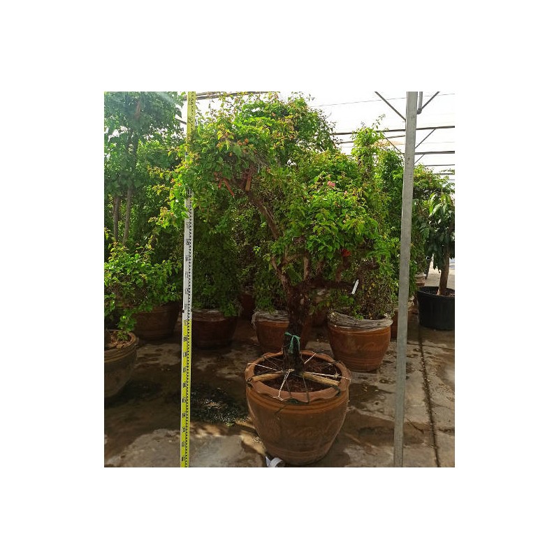 Bougainvillier hybride multi couleur (bougainvillier)