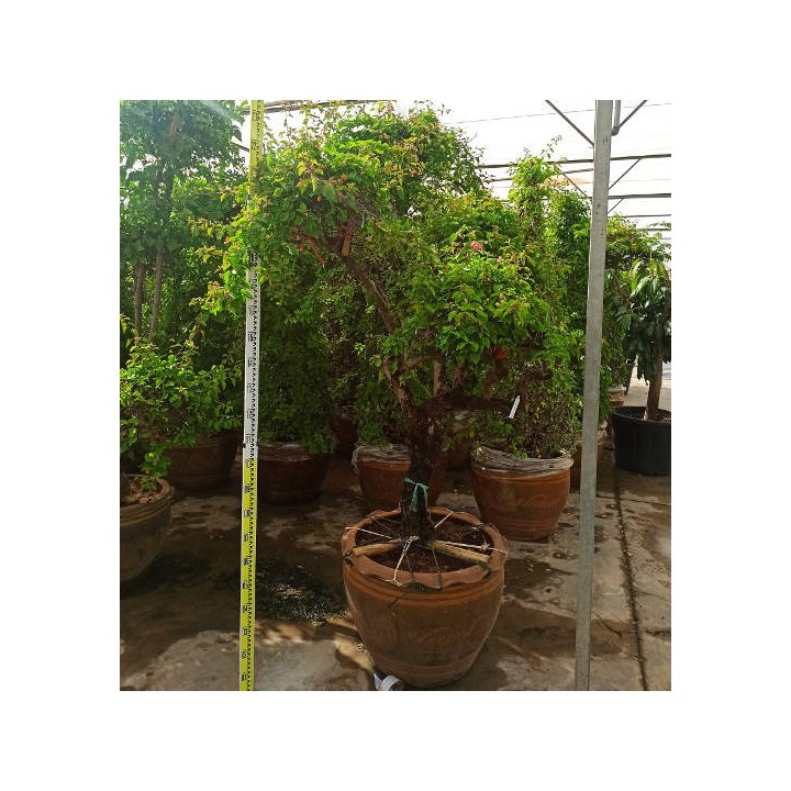 Bougainvillier hybride multi couleur (bougainvillier)