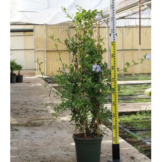 Pandorea jasminoides (faux jasmin de Bignone)