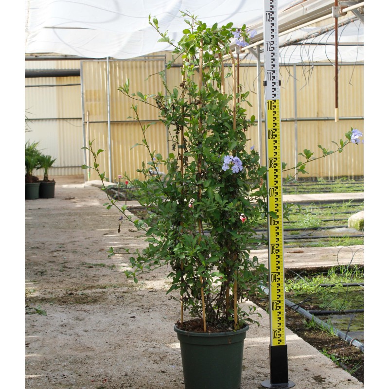 Pandorea jasminoides (faux jasmin de Bignone)