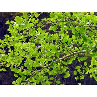 Ginkgo biloba (Arbre aux quarante écus)
