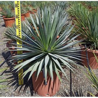 Agave dasylirioides