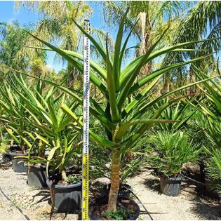 Aloe barberae (Aloe.bainesii)