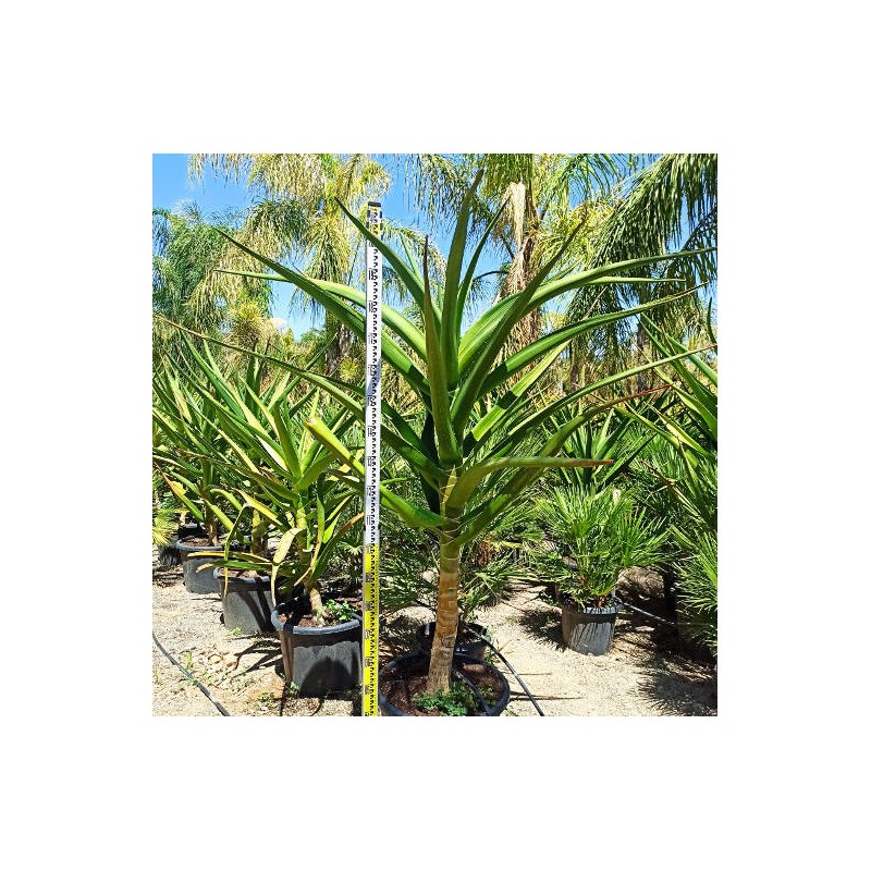 Aloe barberae (Aloe.bainesii)