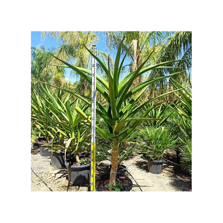 Aloe barberae (Aloe.bainesii)