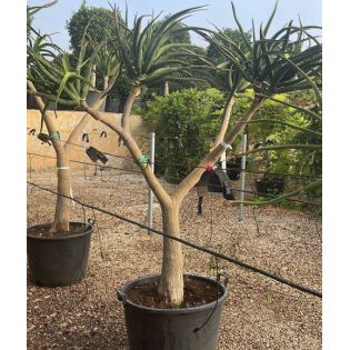 Aloe barberae (Aloe.bainesii)