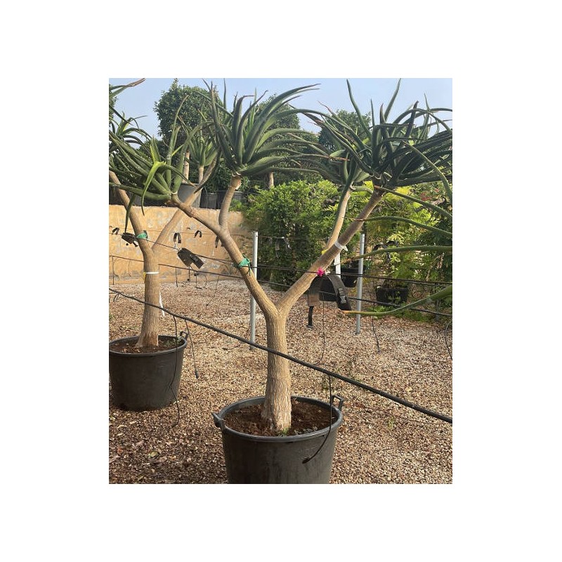 Aloe barberae (Aloe.bainesii)