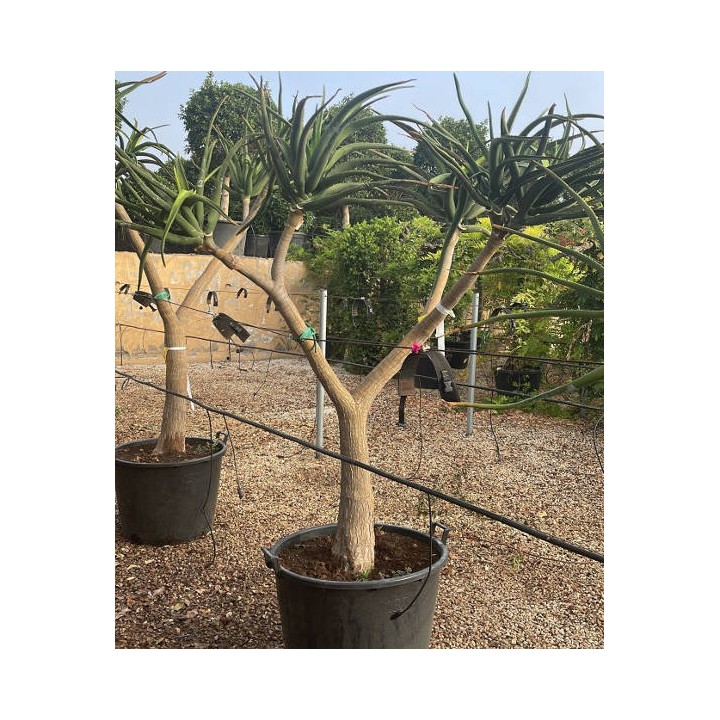 Aloe barberae (Aloe.bainesii)