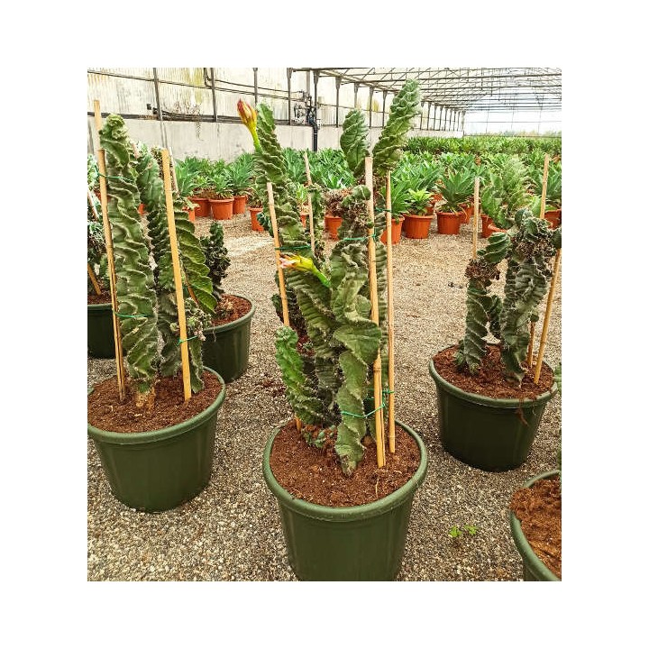 Cereus forbesii cv. Spiralisi cactus sacré spirale