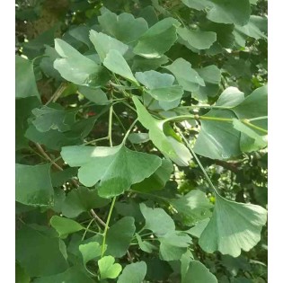 Ginkgo biloba (Arbre aux quarante écus)