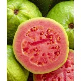 Goyave : Psidium guajava "fresa"