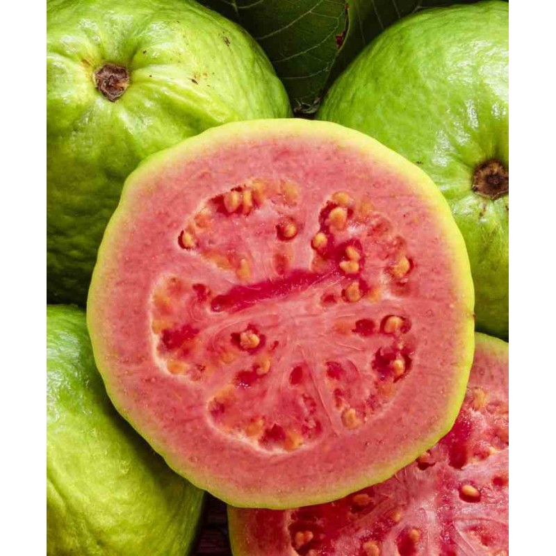 Goyave : Psidium guajava "fresa"