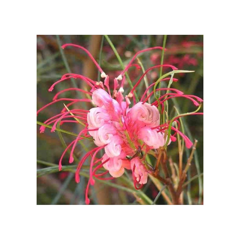 Grevillea johnsonii