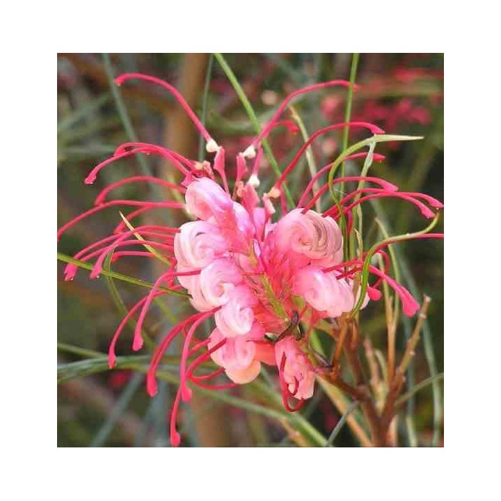 Grevillea johnsonii