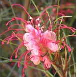 Grevillea johnsonii