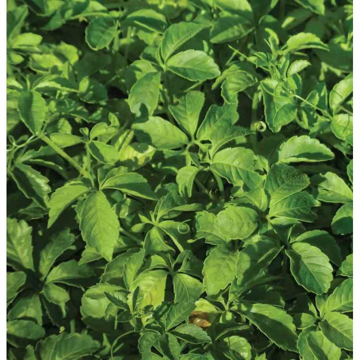 Gynostemma pentaphyllum (Jiaogulan, Thé de l'immortalité)